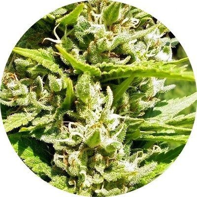 Top Tao Seeds Outdoor Mix Classic regular semienka neobsahujú THC 6 ks