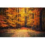 DIMEX ART Флизелинов фототапет пътека в есенния парк 375 x 250 см