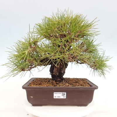 e-bonsai Venkovní bonsai - Pinus thunbergii - Borovice thunbergova