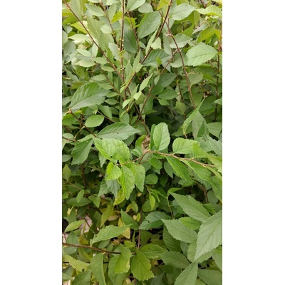 Jilm sibiřský QP60 (40/60) – Zbozi.Blesk.cz