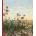 Victorian Watercolours | Peter Raissis