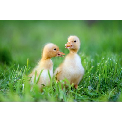 DIMEX ART Флизелинов фототапет патета на експедиция 375 x 250 см