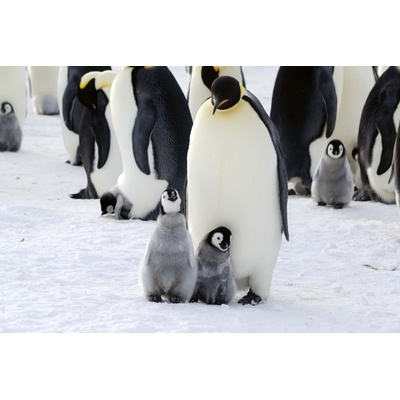 DIMEX ART Флизелинов фототапет семейство пингвини 375 x 250 см