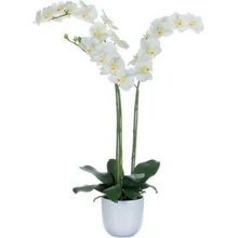 Vepabins Orchidea Phalaenopsis zeleno-biela výška 100 cm