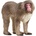 Schleich Фигура Schleich Wild Life - Японски макак (14871-78945)