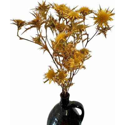 Sušený bodlák Eryngium přírodní svazek 5 větviček