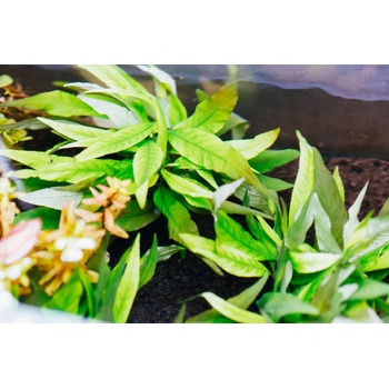 Hygrophila angustifolia rubra
