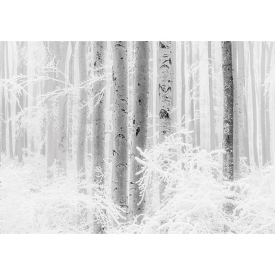 Komar Vliesová fototapeta Winter Wood rozměry 400 x 280 cm
