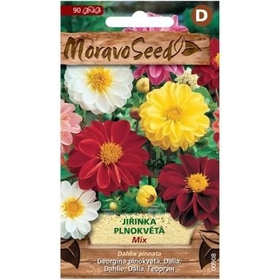 MORAVOSEED Jiřinka proměnlivá plnokvětá, směs
