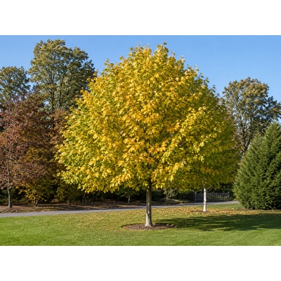Ľaliovník tulipánokvetý Fastigiata, výška 90-120 cm, kvetináč 5 l