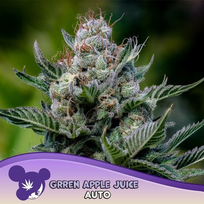 Anesia Seeds Grape Pop Rocks Auto semena neobsahují THC 3 ks