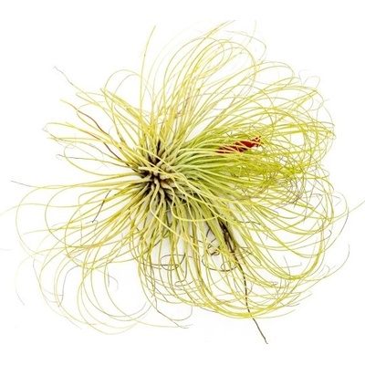 Gardners Tillandsia Andreana Tillandsie, kykatka