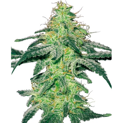 Sensi Seeds White Skunk Fem Balenie: 5 ks 0% THC