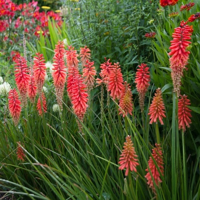 Mnohokvět Nancy Red Kniphofia prostokořenné sazenice mnohokvětu 1 ks