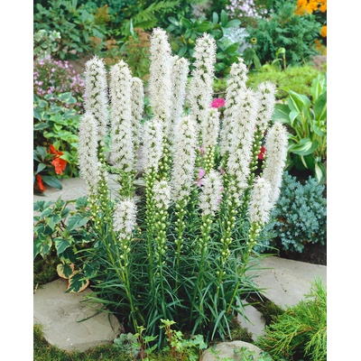 Šuškarda 'Liatris spicata alba' 10 ks – Zboží Dáma