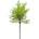 ZÁPICH THUJA 44CM