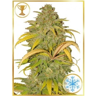 Mr. Hide Seeds Auto Northern Cream semienka neobsahujú THC 100 ks
