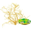 Lucky Reptile Desert Bush vybělené 25-40 cm