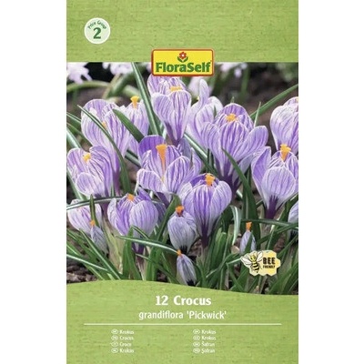 Krokusy FloraSelf 'Pickwick' 12 ks