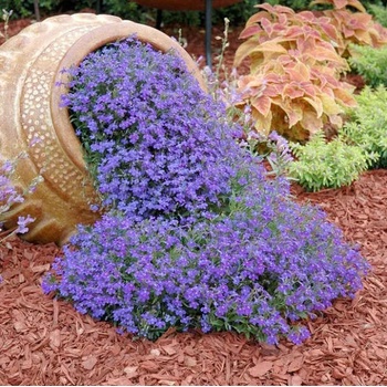 Image 1 of Seklos Лобелия Син килим Lobelia Blue carpet