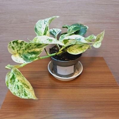 Epipremnum Pinnatum Marble Queen č1
