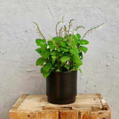 Rýmovník Plectranthus Nicoletta