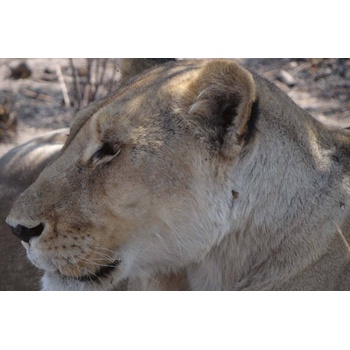 DIMEX ART s. r. o Флизелинов фототапет портрет на лъвица 375 x 250 см