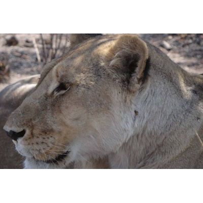 DIMEX ART Флизелинов фототапет портрет на лъвица 375 x 250 см