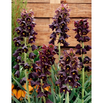 Korunovka perský 'Adiyaman' 1 ks