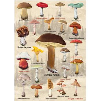 Dino - Puzzle Mushrooms - 1 000 piese