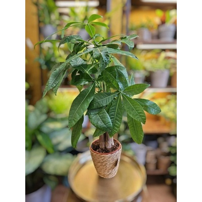 Pachira Aquatica – Zboží Dáma