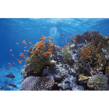 DIMEX ART s. r. o Флизелинов фототапет пасаж червени риби 375 x 250 см