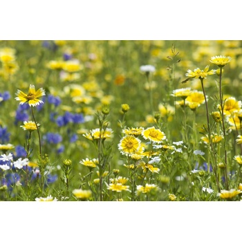 DIMEX ART s. r. o Флизелинов фототапет жълти диви цветя 375 x 250 см