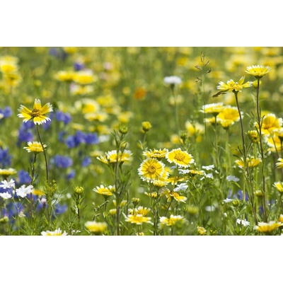 DIMEX ART Флизелинов фототапет жълти диви цветя 375 x 250 см