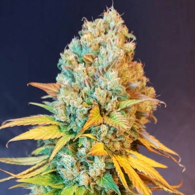 BSBs Cali Connection Sunset Sherbet semienka neobsahujú THC 1 ks