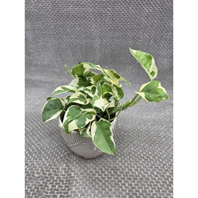 Epipremnum NJoy 12 cm
