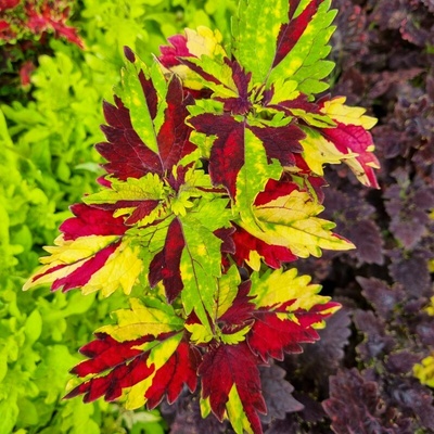 Africká kopřiva - Coleus blumei - Twist and Twirl