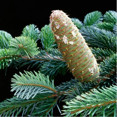 Jedle bělokorá - Abies alba - semena jedle - 7 ks