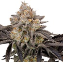 Fast Buds Gorilla Cookies FF semena neobsahují THC 10 ks