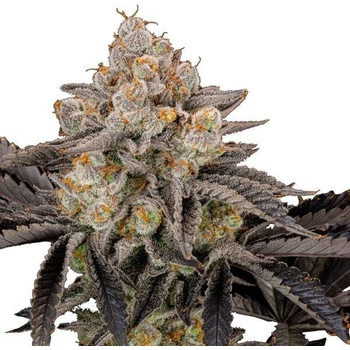 Fast Buds Gorilla Cookies FF semena neobsahují THC 10 ks