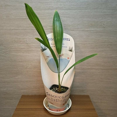 Trachycarpus Fortunei