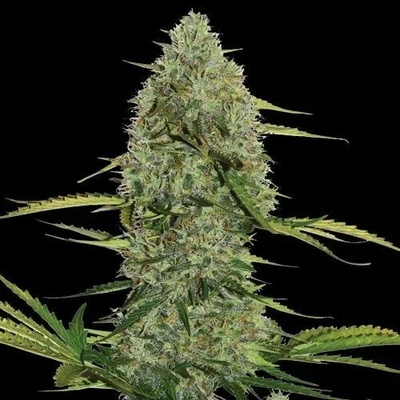 Spliff Seeds Mega Power Plant Auto semienka neobsahujú THC 3 ks