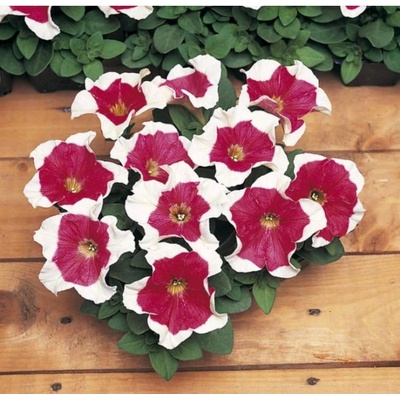 Petúnia mnohokvetá Red Frost F1 - Petunia multiflora - semená - 20 ks