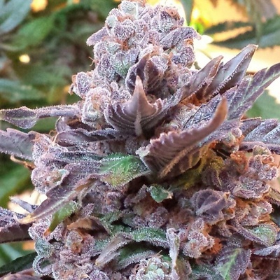 Pheno Finder Seeds Purple Strawberry Bliss semienka neobsahujú THC 5 ks