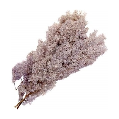 Asparagus umbelanthus sv. fialová
