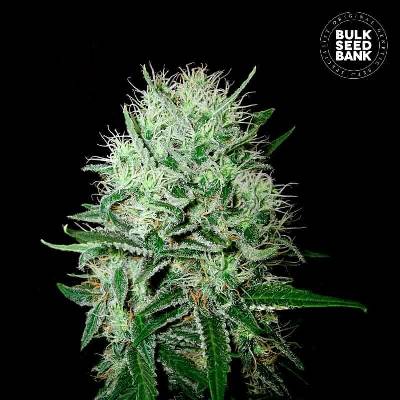 Bulk Seed Bank AUTO Devil's Kiss semena neobsahují THC 10 ks