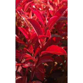 Photinia fraseri 'Dynamo Red' Prodejn velikost: 030/050, Velikost hrnku:  2 l - Heureka.cz
