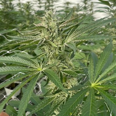 Trilogene Seeds Latte Laro semienka neobsahujú THC 5 ks