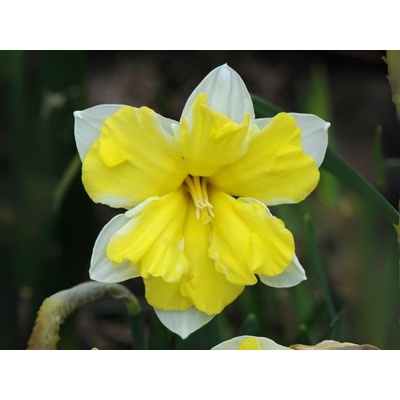 Narcis Cassata 5 ks v balení