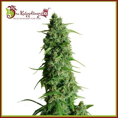 Dr. Krippling Seeds Guy's Girl Scout Cookies AUTO semena neobsahují THC 1 ks